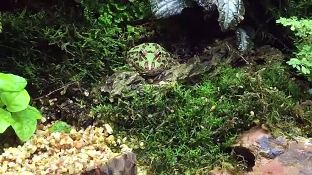 Inside Dubai's Green Planet