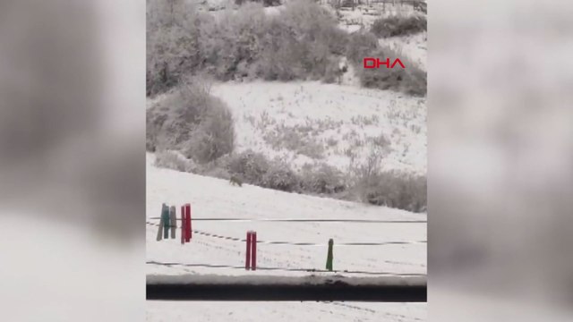 Kastamonu'da aç kalan kurtlar köye indi; o anlar kamerada