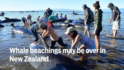 Whale beachings may be over in New Zealand - GN Headlines