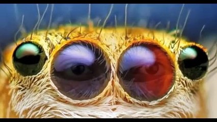 The Strange Eyes of Dr. Myes | movie | 2015 | Official Trailer