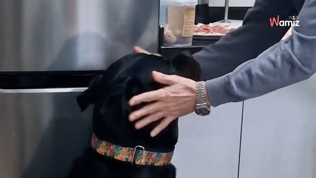 „Mein Papa wollte nie einen Hund“: Virales Rottweiler-Video über 4 Millionen Mal geklickt!