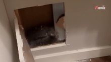Mysteriöse Geräusche hinter der Wand: Frau traut ihren Augen nicht