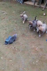 Short funny animals video 😼😼 #kitten #animals#short