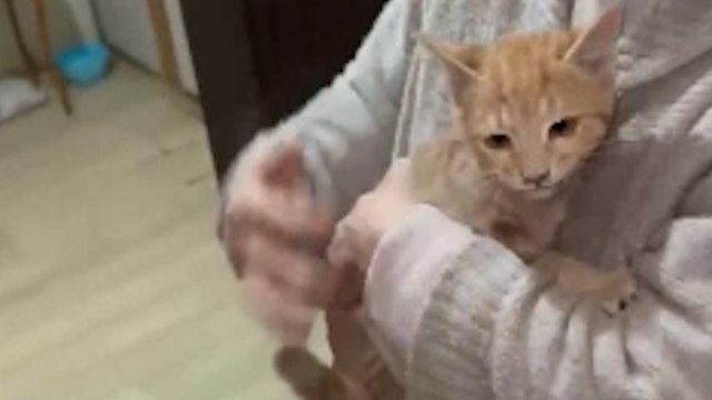 Bacaya sıkışan kedi itfaiye tarafından kurtarıldı