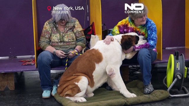 Pedigree on show: The grand names of the Westminster Kennel Club dogs