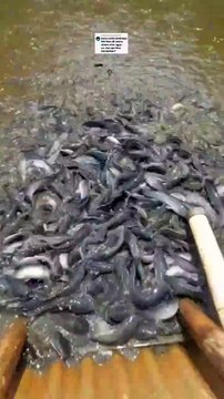 Apakah budidaya lele bisa dijadikan usaha utama/usaha pokok, apakah menjanjikan