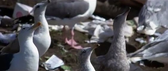 Jonathan Livingston Seagull | movie | 1973 | Official Trailer