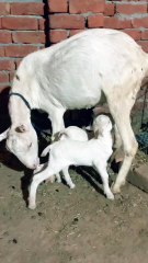 Pets life #whitetedda #berbari #goat #goatfarming #animals
