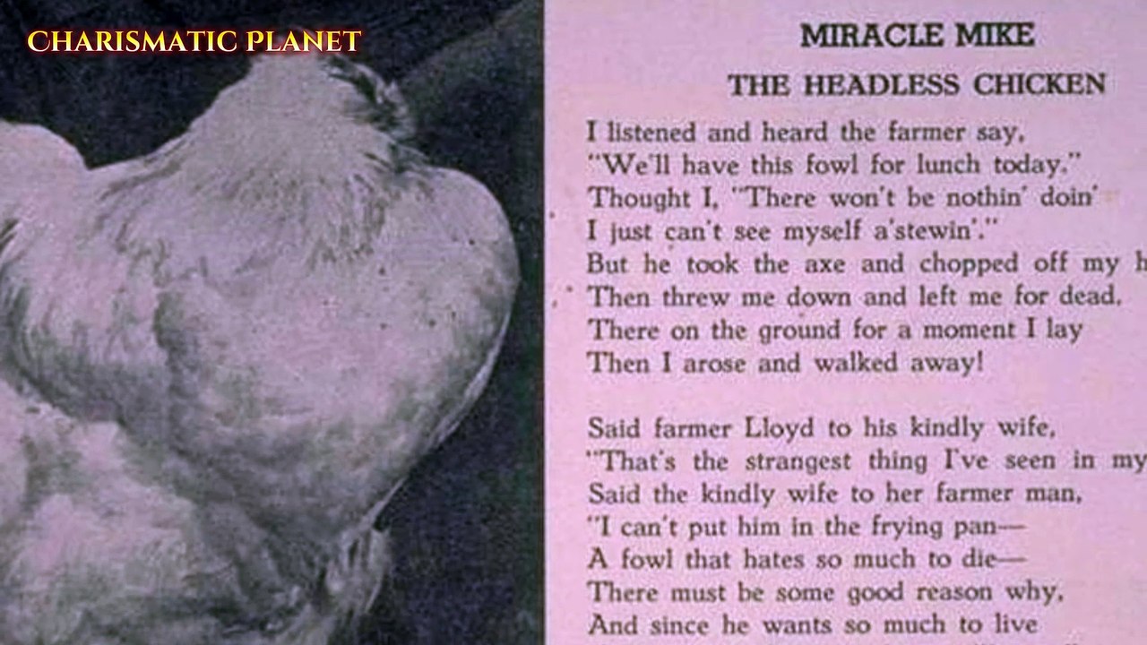 "Mike the Headless Chicken: The Strangest True Story You’ll Ever Hear!