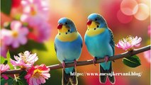 Muhabbet kuşları Hakkında Bilgi - Mesaj Kervanı