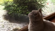 Elle réveille son chaton de 4 mois de la sieste : il assiste à un spectacle qu'il n'avait encore jamais vu (vidéo)