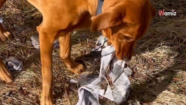 Ses chaussettes disparaissent depuis 6 mois : il découvre enfin le coupable et sa cachette secrète (vidéo)