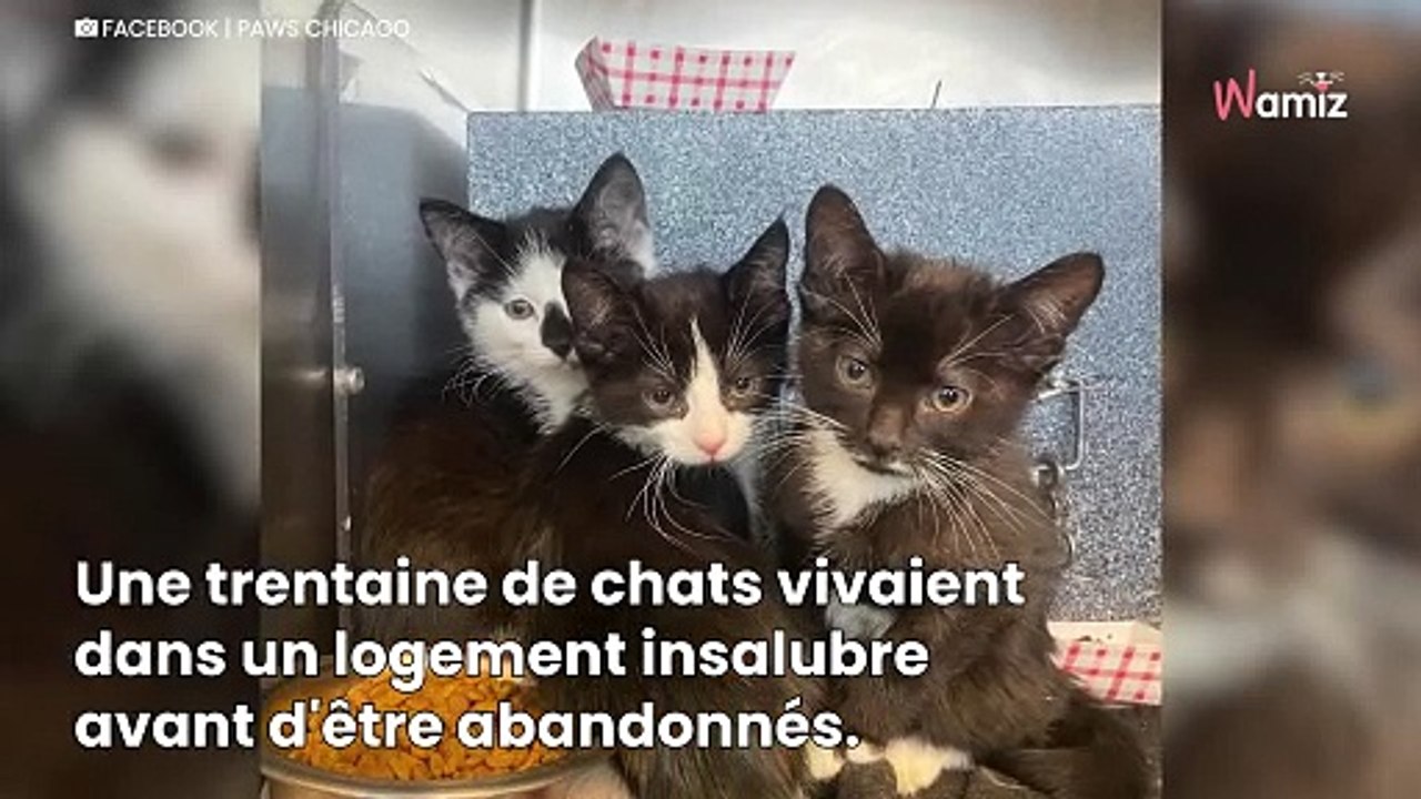 Le refuge sauve 30 chats d'une maison : un chaton au look unique laisse les sauveteurs sans voix