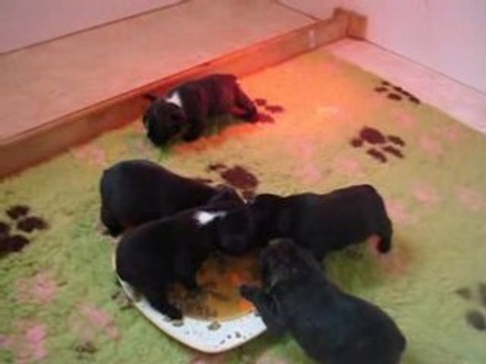 Chiots 3 semaines 1/2 ( 1ère bouillie)