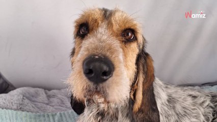 Après un accident de chasse, le maître de cette chienne demande son euthanasie : elle évite la mort in extremis