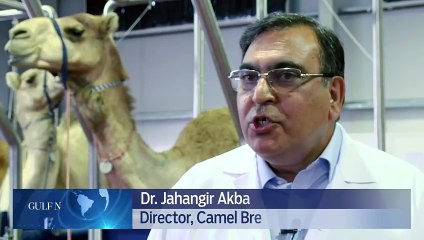 The future of UAE camel racing