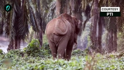 കാട്ടാനക്കലി; 41 ദിവസത്തിനിടെ പൊലിഞ്ഞത് 7 ജീവനുകൾ