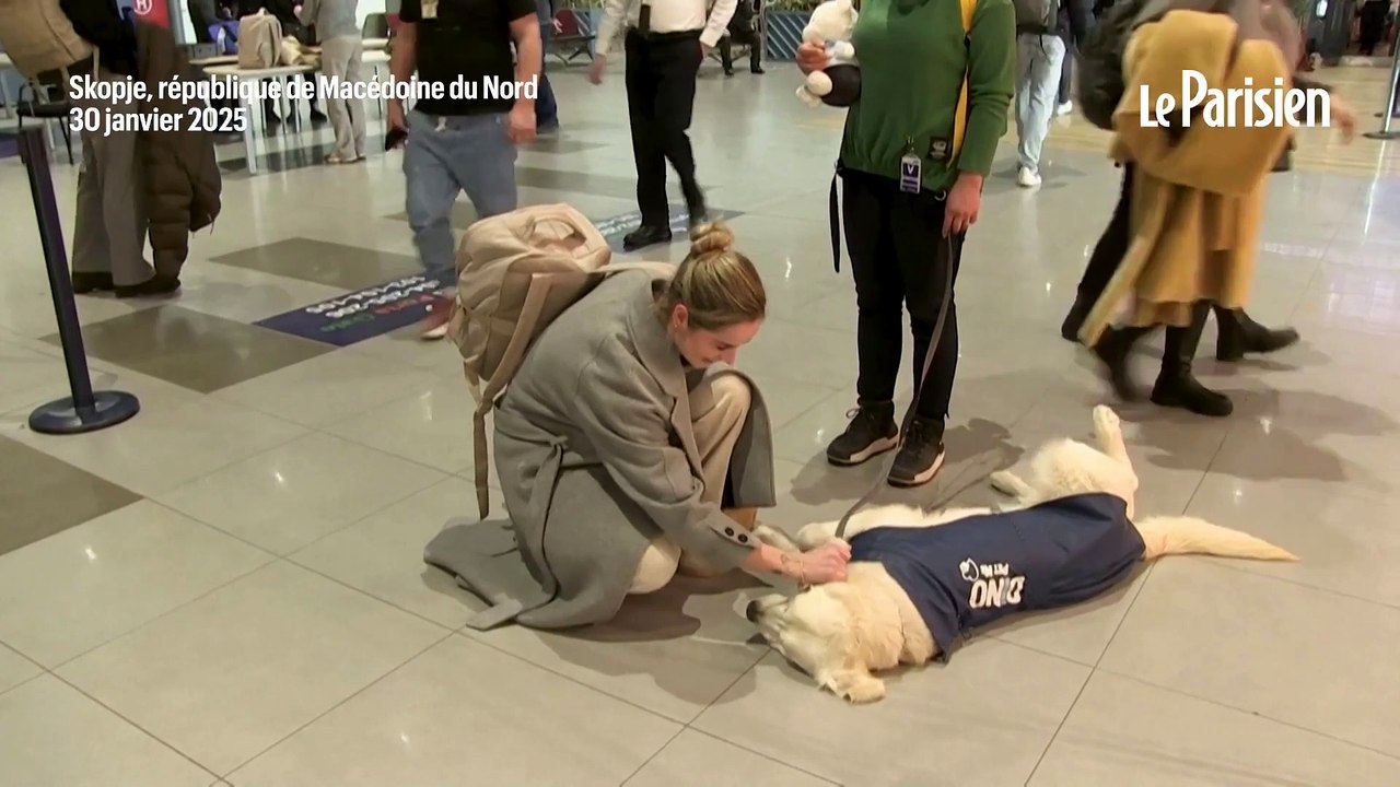 Cet aéroport fait appel à un chien pour relaxer les passagers avant de monter dans l’avion