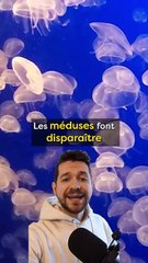 Les méduses font disparaître les ours polaires !