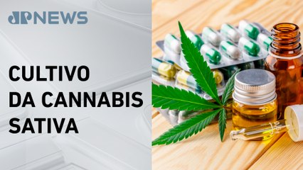 STJ julga pedido do governo de prazo maior para implantar regras sobre cannabis medicinal