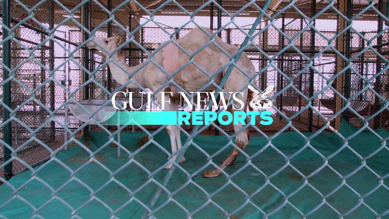 Inside Dubai Camel Hospital