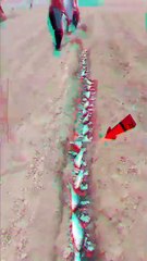 China’s Shocking Farming Secret—Buried Fish!