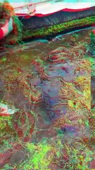 China’s Shocking Secret to Farming Eels!