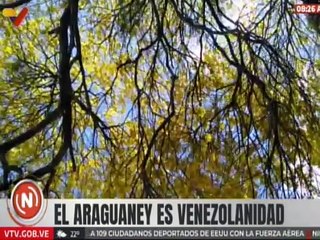 Especial | El Araguaney es emblema del pueblo venezolano