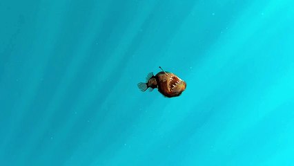 First images of the 'black devil': a strange creature very difficult to film