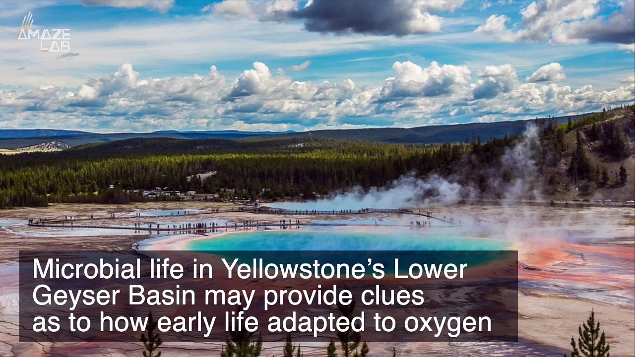 Yellowstone’s Hot Springs Provide Insights Into How First Oxygen Breathers Survived