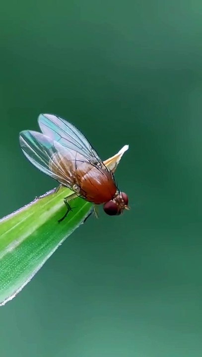 Fruit fly