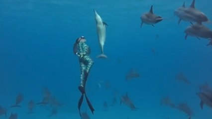 Freediver’s Magical Encounter as Dolphin Mimics Her Every Move in the Red Sea
