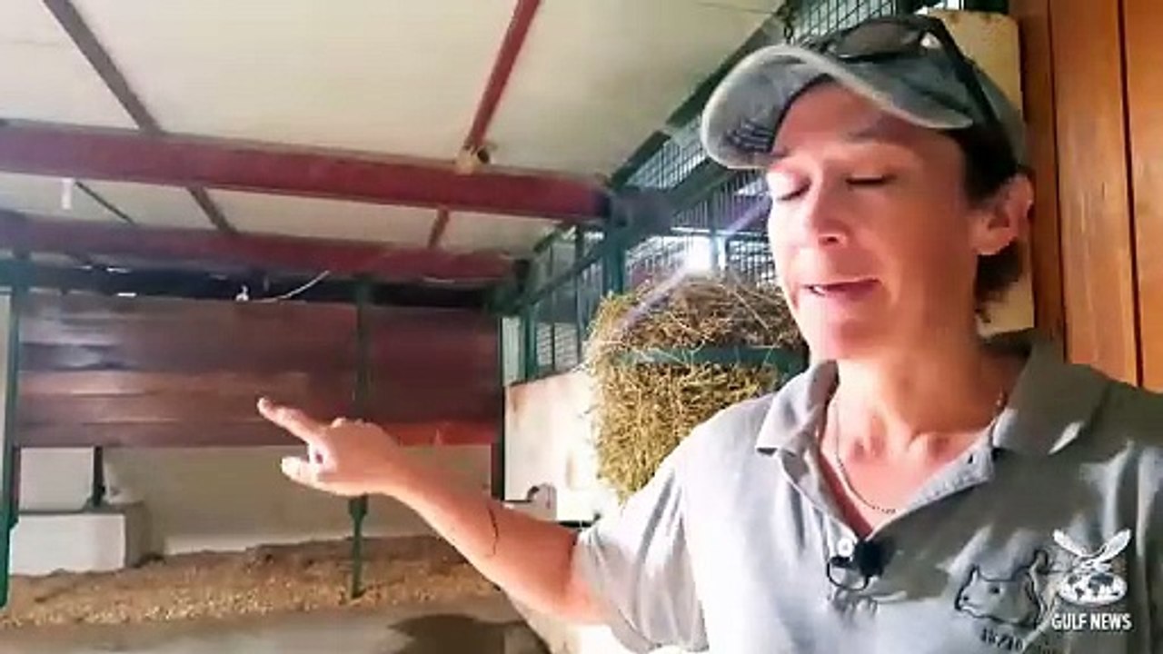 Rare Okapi birth in Sharjah