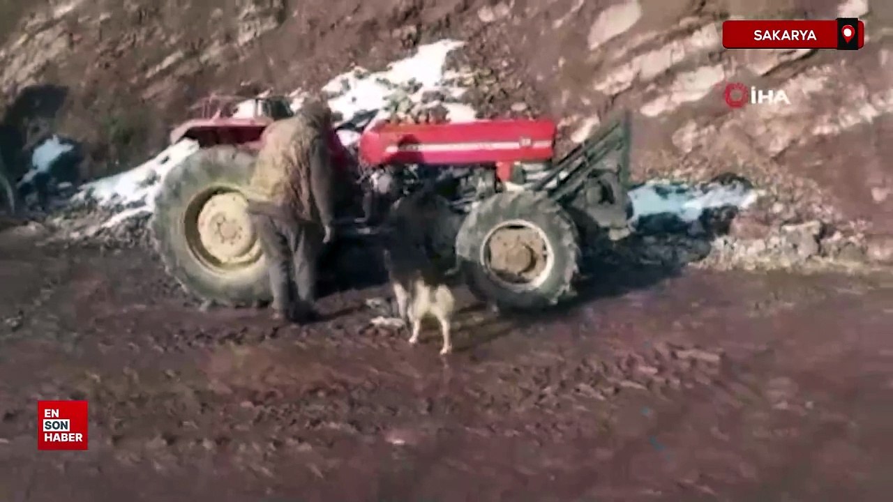 Sakarya'da sibirya kurdu traktörün direksiyonuna geçti
