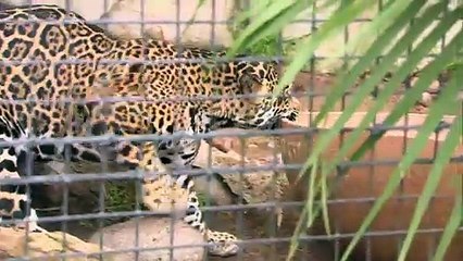 Find Out What This Hungry Jaguar Is Eating