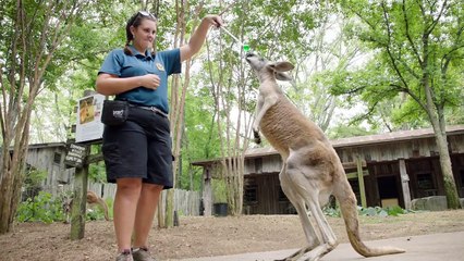 Older Kangaroos Need Extra Care! Especially When It Comes to Spinal Injuries