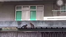 kung fu cat