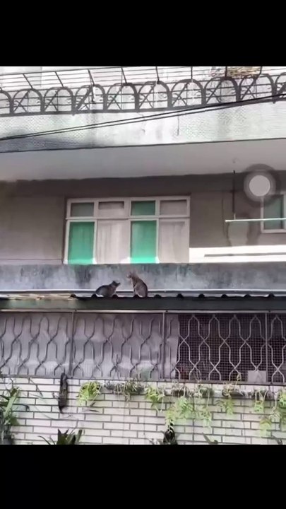 kung fu cat