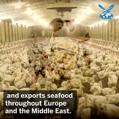 Know your emirate in 40 seconds: UmmAlQuwain