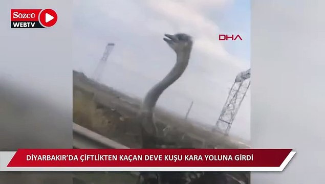 Diyarbakır’da çiftlikten kaçan deve kuşu kara yoluna girdi