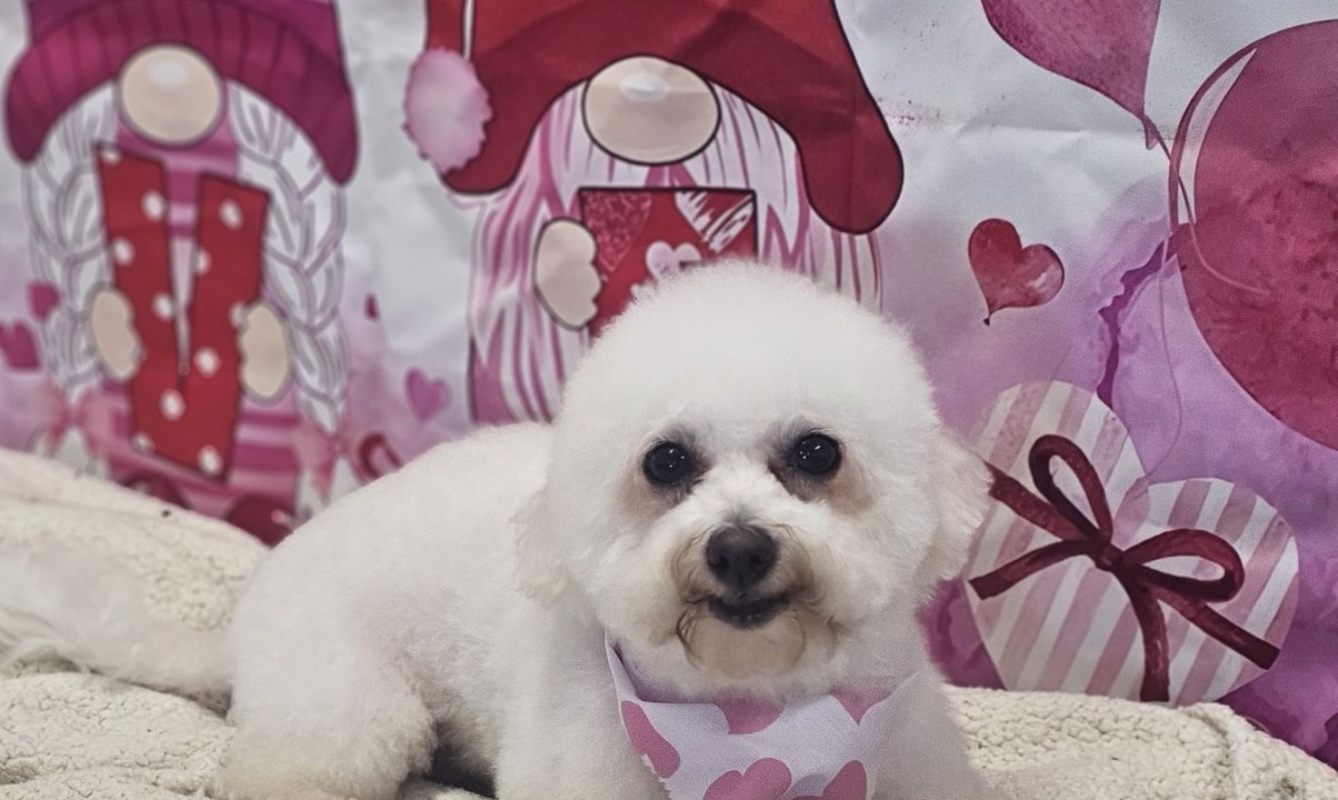 Puppy love on Valentine's Day