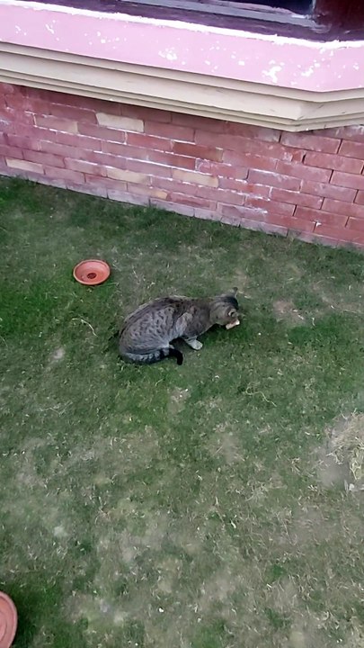 My cat