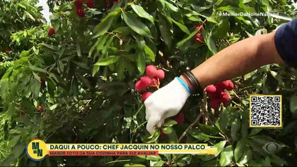 TÁ NO CAMPO, TÁ NA MESA: tudo sobre a colheita da lichia | Melhor da Noite