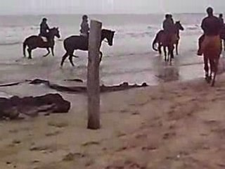 Chevaux a la plage