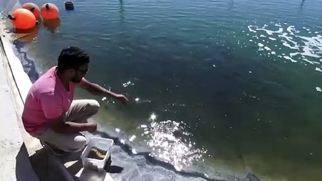 Biofuel produced in Abu Dhabi desert fuels flights