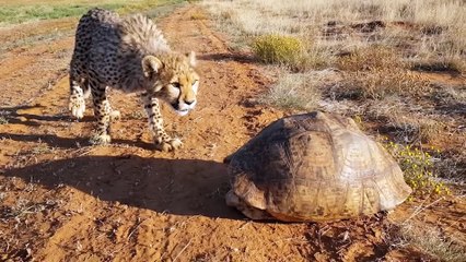 When Animals Mess with the Wrong Opponent
