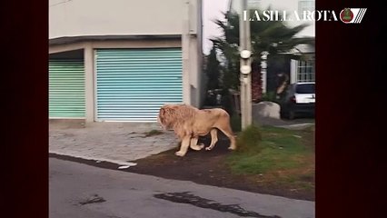 Habitantes de  Ocoyoacac encontraron a un león paseando por las calles