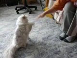 Fighting with white cat