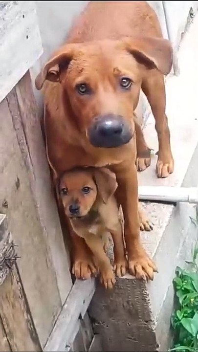 Pit Bull patiently waits in line for ice cream