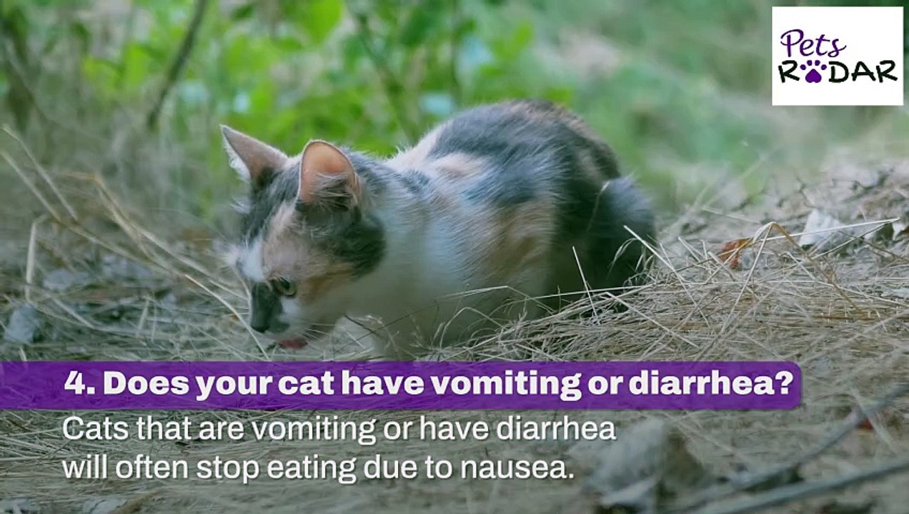 Things To Check When Your Cat's Not Eating